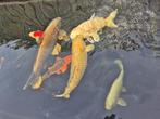 Complete Japanse Koi Karper vijver, Dieren en Toebehoren, Vissen | Vijvervissen, Karper of Koi