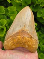 *nice* Megalodon tand 13,3cm, Verzamelen, Mineralen en Fossielen, Ophalen of Verzenden, Fossiel