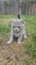 Britse Korthaar X Scottish Fold, Dieren en Toebehoren, Poes, Ontwormd