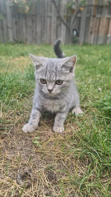 Britse Korthaar X Scottish Fold  beschikbaar voor biedingen