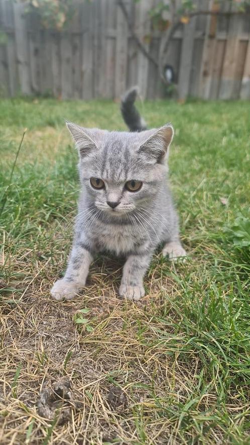 Britse Korthaar X Scottish Fold, Dieren en Toebehoren, Katten en Kittens | Raskatten | Korthaar, Poes, Ontwormd