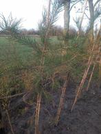 pinus pinea parasolden. 100/125, Tuin en Terras, Planten | Bomen, Overige soorten, Volle zon, Bloeit niet, Ophalen