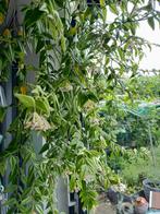 Hoya Bella 5 stekjes, Bloeiende kamerplant, Ophalen of Verzenden, Overige soorten, Minder dan 100 cm