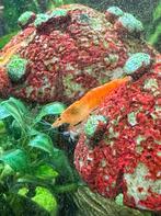 Oranje Garnalen, Kreeft, Krab of Garnaal