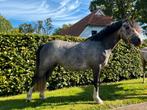 Welsh a merrie, Dieren en Toebehoren, Merrie, A pony (tot 1.17m), Gechipt, 3 tot 6 jaar
