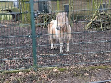 palomino bont dekhengstje, NSPS, drager van Mushroom beschikbaar voor biedingen