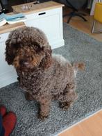 Goed adres gezocht voor Labradoodle teefje 14 maanden oud., Dieren en Toebehoren, Honden | Chihuahua's en Gezelschapshonden, Overige rassen