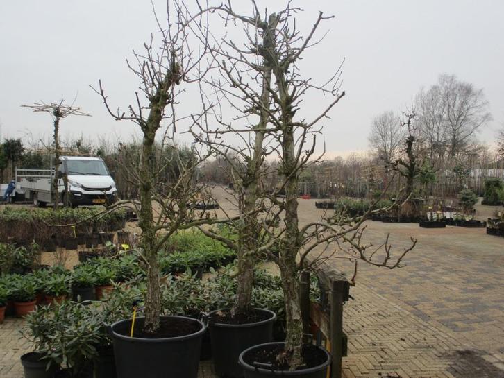 Oude perenbomen, Conference, zelfbestuivend, Tuin en Terras, Planten | Bomen, Overige soorten, 250 tot 400 cm, Volle zon, Lente