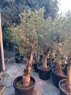 Olijfbomen Aanbieding! De laatste extra korting, Ophalen of Verzenden, 100 tot 250 cm, Olijfboom, Zomer