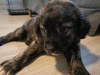 Pups zoeken liefdevol huisje, 8 tot 15 weken, Meerdere, Meerdere dieren, Nederland