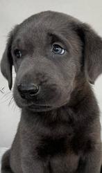 Labrador, Nederland, CDV (hondenziekte), 8 tot 15 weken, Labrador retriever