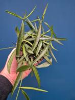 Dischidia Parastica p12