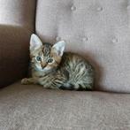 Lieve kittens te koop, Dieren en Toebehoren, Katten en Kittens | Overige Katten, Poes, Kortharig, 0 tot 2 jaar