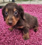 Te koop mooie langhaar Dwerg Teckels pups (tekkel), Nederland, CDV (hondenziekte), 8 tot 15 weken, Dwerg