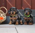 Unieke Dwerg teckel pups, Dieren en Toebehoren, Honden | Teckels en Dashonden, Korthaar, Teef, Dwerg, Meerdere