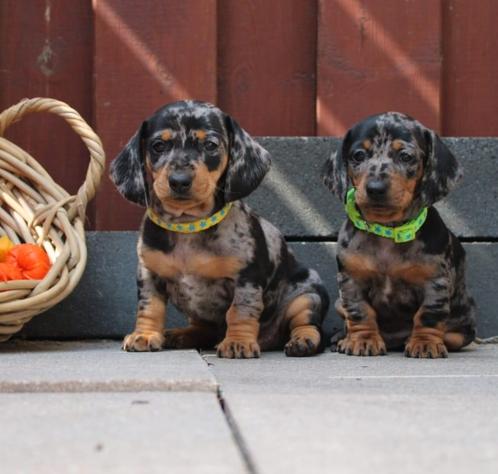Unieke Dwerg teckel pups, Dieren en Toebehoren, Honden | Teckels en Dashonden, Teef, Korthaar, Dwerg, Particulier, Meerdere, Nederland
