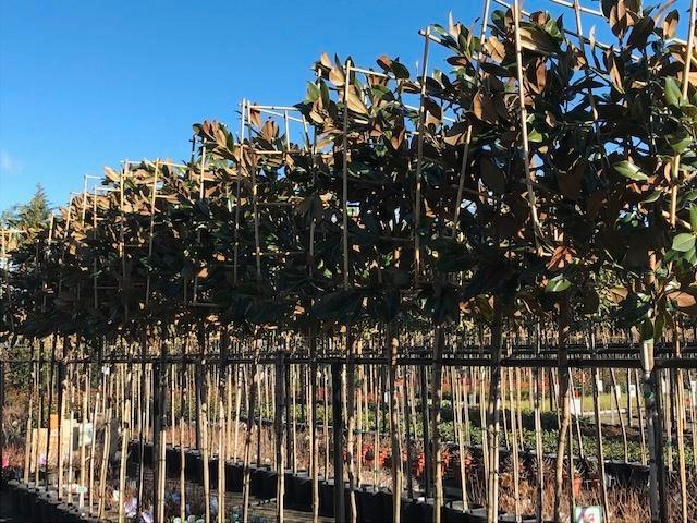 lei magnolia grandiflora 340 cm hoog 10-12 wintergroen, Tuin en Terras, Planten | Bomen, Leiboom, 250 tot 400 cm, Volle zon, Lente