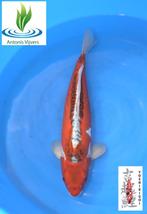 Red Shusui, Dieren en Toebehoren, Vissen | Vijvervissen, Karper of Koi