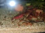 Fire red garnalen, Kreeft, Krab of Garnaal