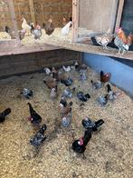 Hollandse kriel broedeieren, Dieren en Toebehoren, Pluimvee, Geslacht onbekend, Kip