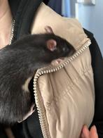 2 lieve tamme ratjes rittens ratten mannen 10 weken oud, Mannelijk, Rat, Na 1 juli 2024, Tam