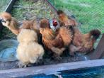 Zijdehoen haantjes.Geen USA ., Dieren en Toebehoren, Pluimvee, Mannelijk, Kip