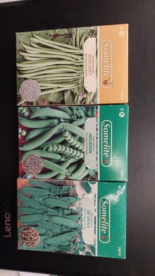partij zaden somelite, Tuin en Terras, Planten | Tuinplanten, Eenjarig, Overige soorten, Halfschaduw, Zomer, Ophalen of Verzenden