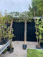 Leibomen groenblijvende mooie bomen voor uw privacy, Tuin en Terras, Planten | Bomen, In pot, 250 tot 400 cm, Ophalen of Verzenden