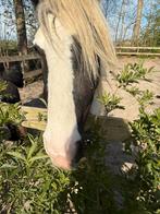 Mini tinker en kleine shetlander te koop, Dieren en Toebehoren, Pony's, Merrie, B pony (1.17m tot 1.27m), Recreatiepony, 3 tot 6 jaar