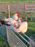 Sierkip  kip sussex columbia, Ophalen of Verzenden, Zo goed als nieuw, Kippenhok of Kippenren
