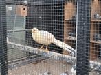 Goudfazant paeche, Dieren en Toebehoren, Pluimvee, Mannelijk, Kip