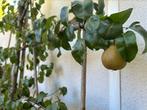 Fruitbomen in Lei-vorm, Ophalen, 250 tot 400 cm, Perenboom, Lente