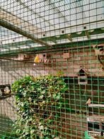Japanse Meeuwen 10 stuks, Dieren en Toebehoren, Vogels | Overige Vogels, Meerdere dieren, Tropenvogel