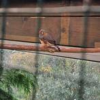 Koppel Timor zebravinken, Dieren en Toebehoren, Vogels | Overige Vogels, Meerdere dieren, Tropenvogel