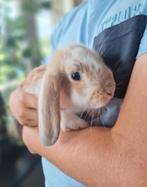 Baardkonijn dwerg klein konijn, Dieren en Toebehoren, Konijnen, Meerdere dieren, Dwerg, Hangoor, 0 tot 2 jaar