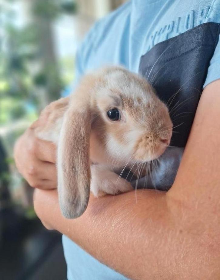 Baardkonijn dwerg klein konijn, Dieren en Toebehoren, Konijnen, Dwerg, Meerdere dieren, 0 tot 2 jaar, Hangoor
