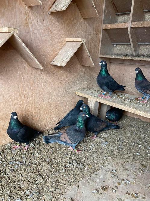 Kleurpostduiven te koop: doffers en duivinnen., Dieren en Toebehoren, Vogels | Duiven, Meerdere dieren