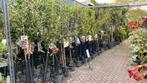 Halfstsam fruitbomen nu voor €30, Tuin en Terras, Planten | Bomen, Ophalen, Lente, Volle zon, Overige soorten