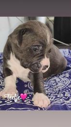 Pitbull x Dogo Argentino pups, Ophalen of Verzenden, Hond