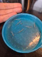 Nimfje Wandelende Tak, Wandelende tak