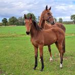 Veulen te koop drummer&harley, Dieren en Toebehoren, Paarden, Merrie, Minder dan 160 cm, Springpaard, 0 tot 2 jaar
