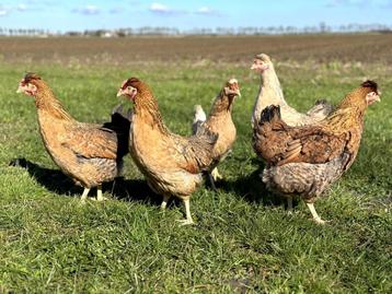  Cream Legbar baby kuikens hennetjes, gesekst en ingeënt beschikbaar voor biedingen