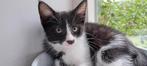 Kitten zoekt nieuw thuis, Meerdere dieren