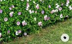 Haag vol grote bloemen, hibiscus stekjes nu 10 & 2 GRATIS, Ophalen of Verzenden, Overige soorten, Minder dan 100 cm