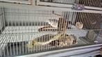 Complete set inclusief 2 vogels, Dieren en Toebehoren, Ophalen of Verzenden, Zo goed als nieuw, Vogelkooi