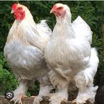 Raszuivere groothoender Brahma Isabel jonge dieren, Dieren en Toebehoren, Pluimvee, Meerdere dieren, Kip