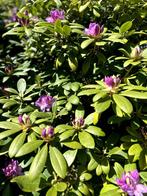 Hoge rhododendronplant in vintage houten pot, Ophalen, Rhododendron, 100 tot 250 cm