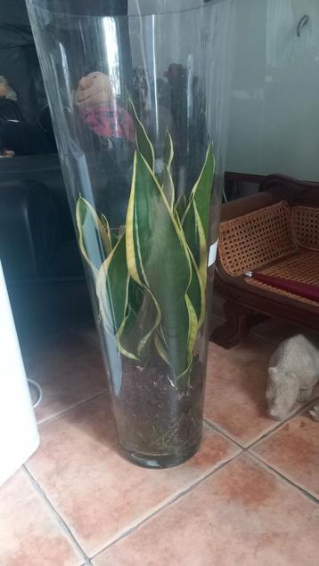 Sanseveria  beschikbaar voor biedingen