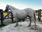 Brave Welsh sectie A merrie (1.23), Dieren en Toebehoren, Pony's, Merrie, 3 tot 6 jaar, B pony (1.17m tot 1.27m), Onbeleerd