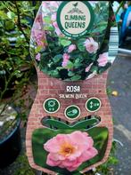 Roze, Ophalen, Zomer, Overige soorten, Volle zon